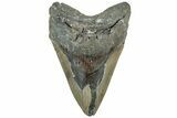 Bargain, Fossil Megalodon Tooth - North Carolina #311695-1